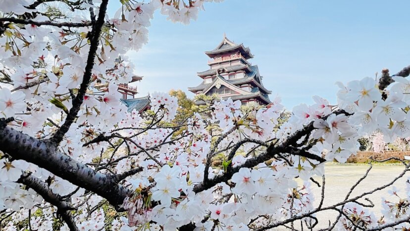 伏見桃山城🏯　～桜～　　お花見🌸